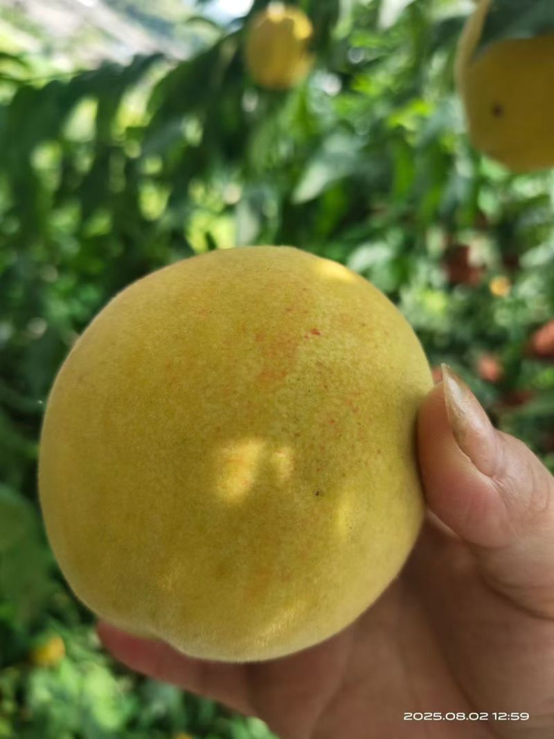 麻阳高山黄桃