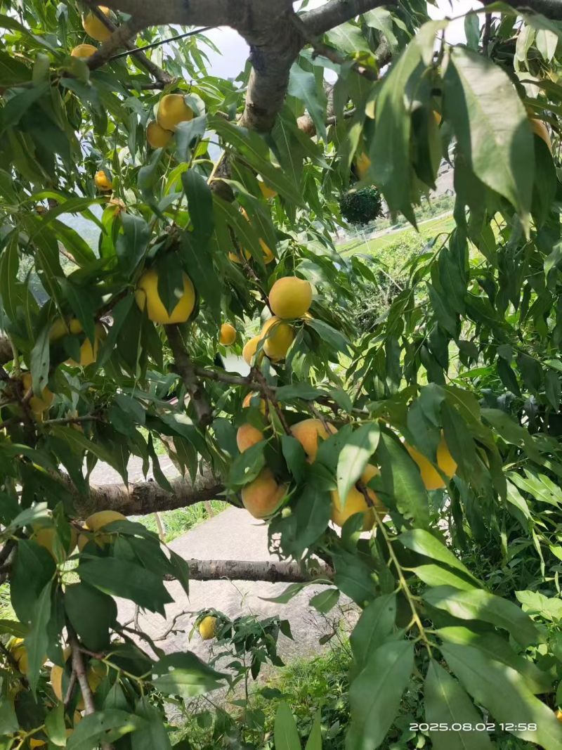 麻阳高山黄桃