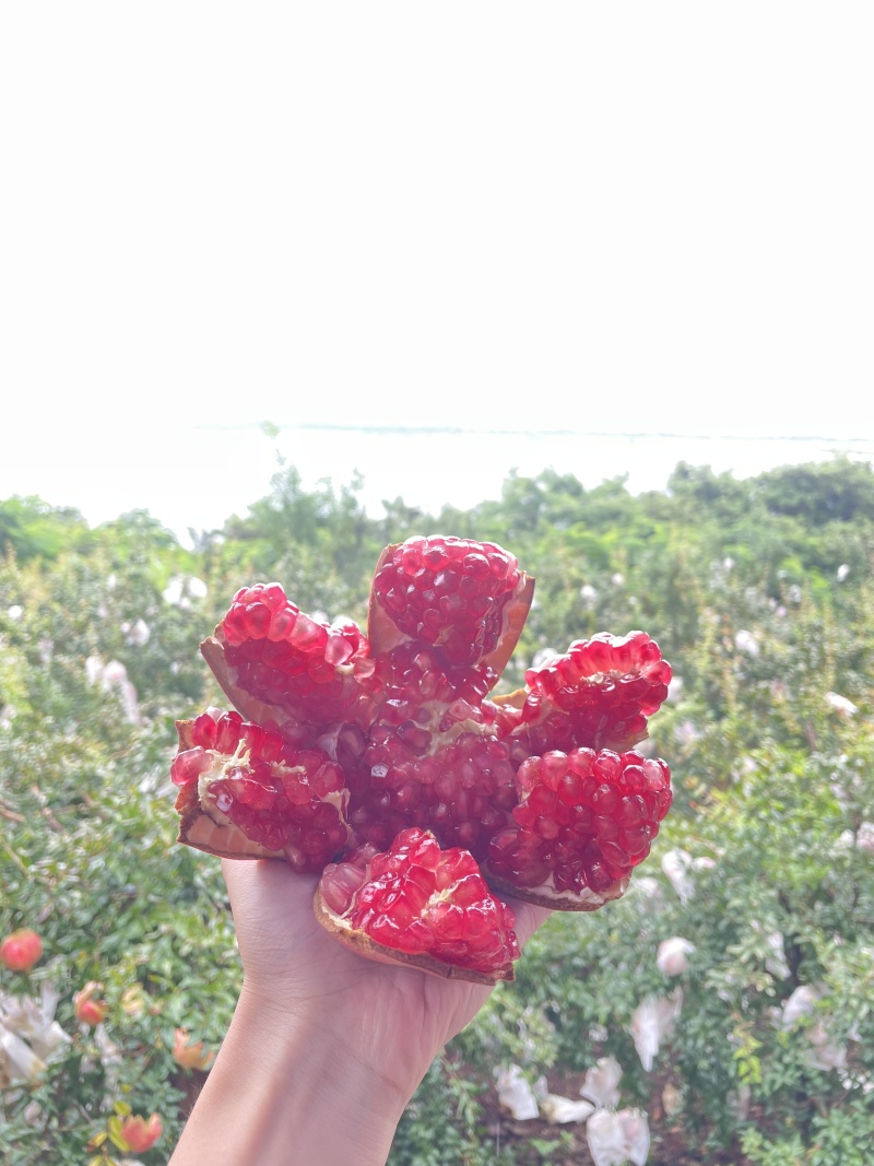会理突尼斯软籽石榴一件代发