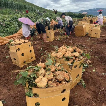 贵州地萝卜市场电商一件代发接大量主播达人