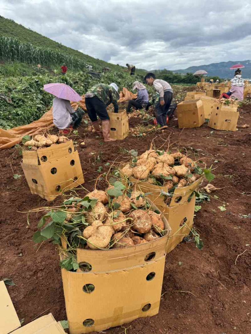 贵州地萝卜市场电商一件代发接大量主播达人