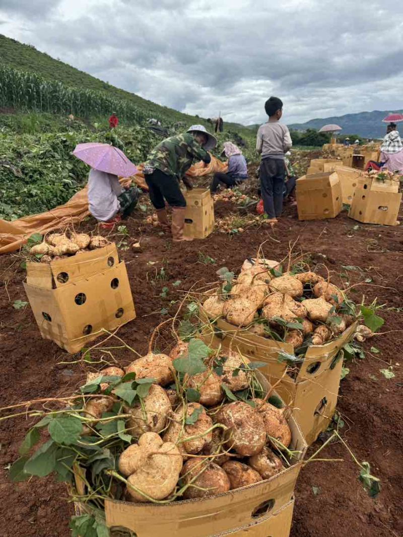 贵州地萝卜市场电商一件代发接大量主播达人