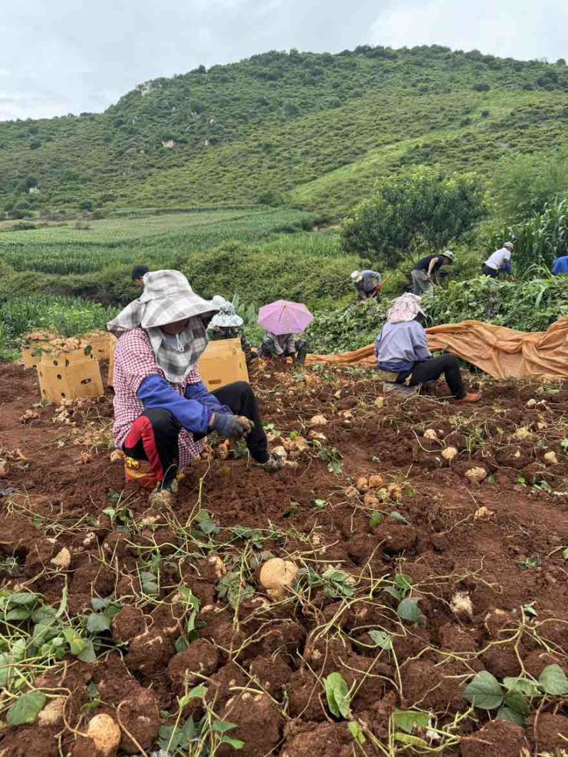 贵州地萝卜市场电商一件代发接大量主播达人