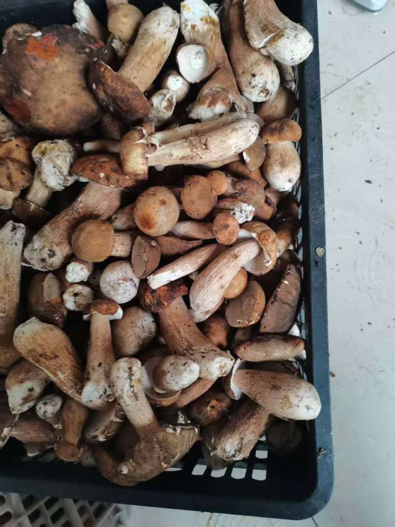 野生牛肝菌各种菌类