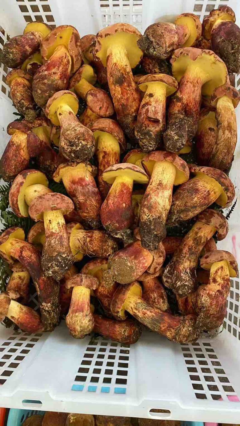 野生牛肝菌各种菌类
