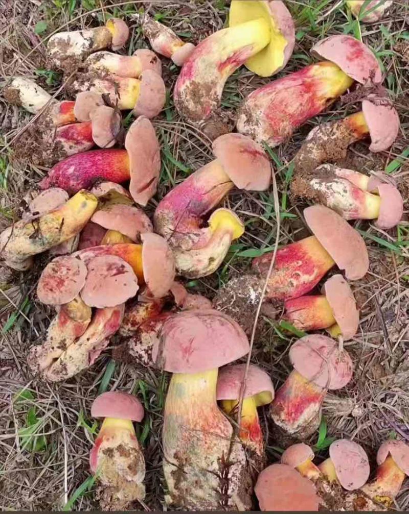 野生牛肝菌各种菌类