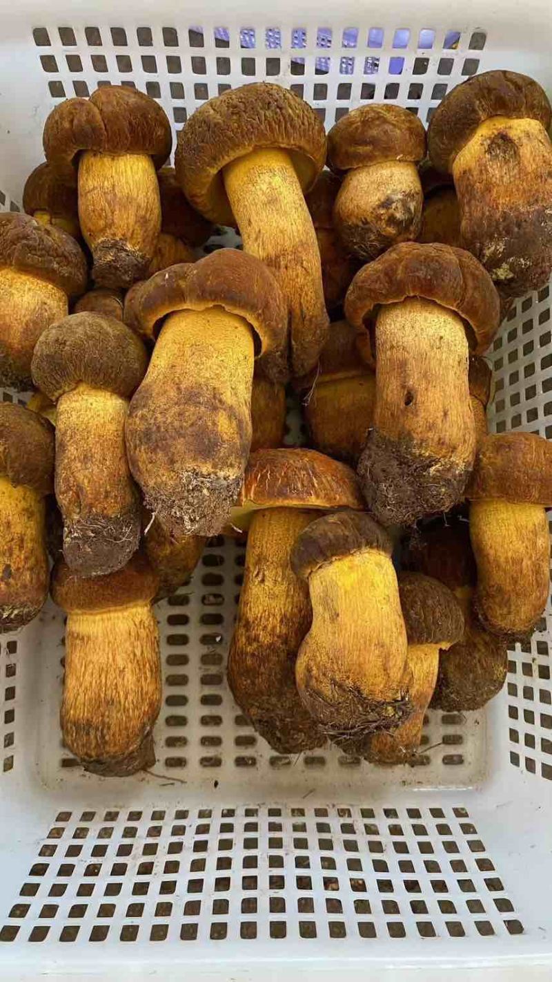 野生牛肝菌各种菌类