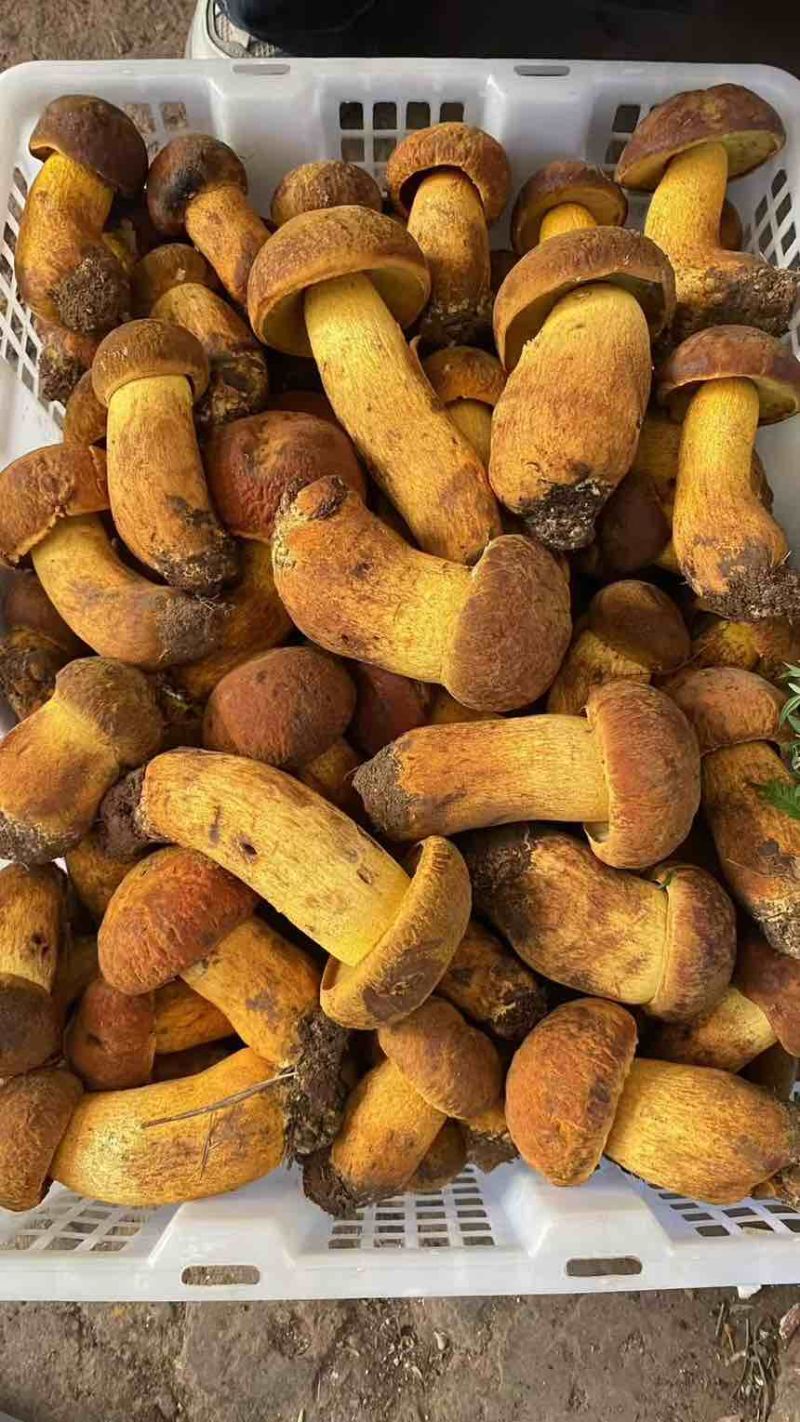 野生牛肝菌各种菌类