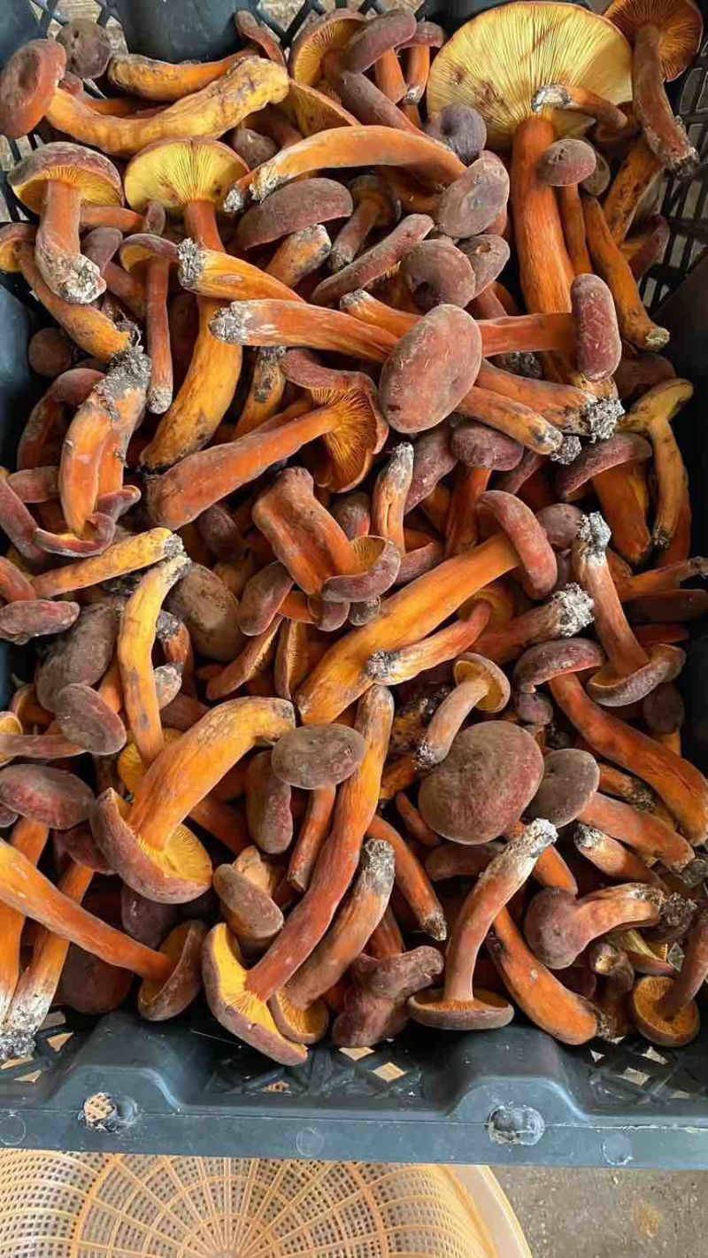 野生牛肝菌各种菌类