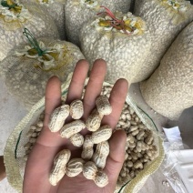 四川新鲜红米花生金堂两粒红花生鲜食花生机洗花生-供应稳定