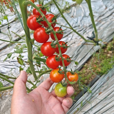 瑞克斯旺（荷兰）串收番茄