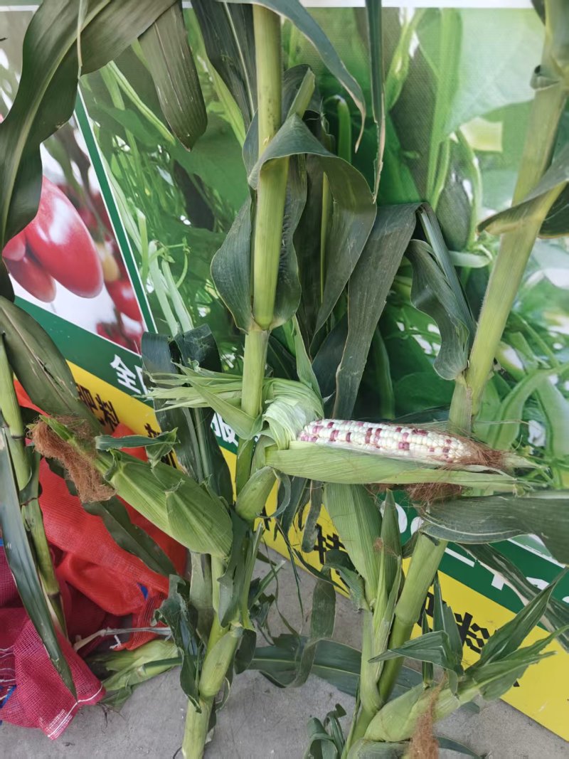 花玉米