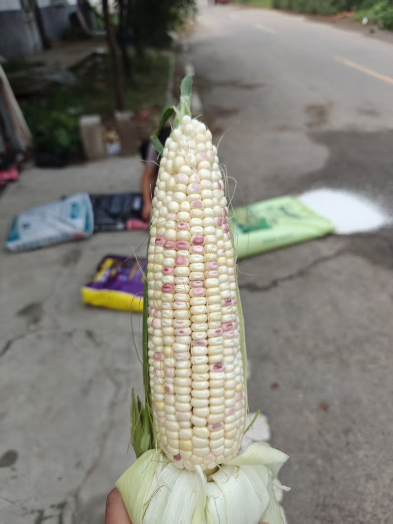 花玉米
