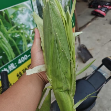 花玉米