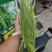 花玉米