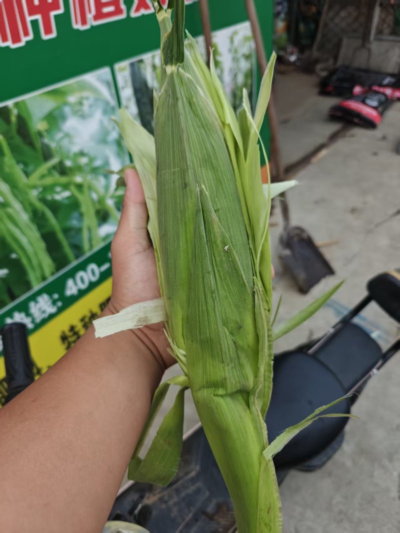 花玉米