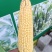 黄玉米