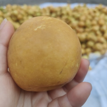 马武翠冠梨