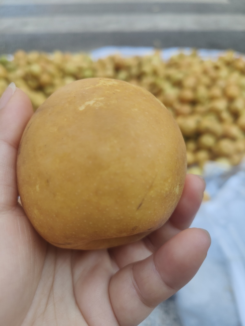 马武翠冠梨
