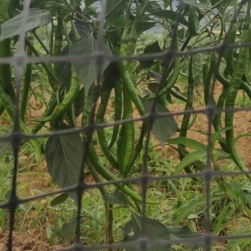 小米辣，燕椒，二筋条，各种品种