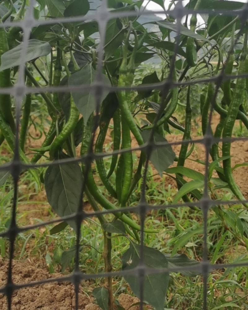 小米辣，燕椒，二筋条，各种品种