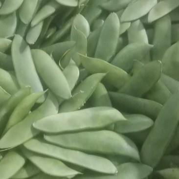 洋扁豆