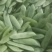 洋扁豆