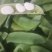 洋扁豆