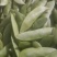 洋扁豆