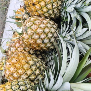 盈江菠萝