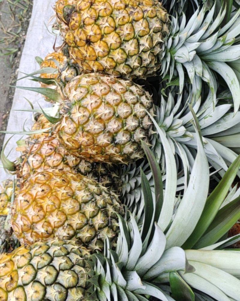 盈江菠萝
