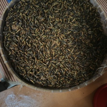 北海本地农村土狗虫（蝼蛄）