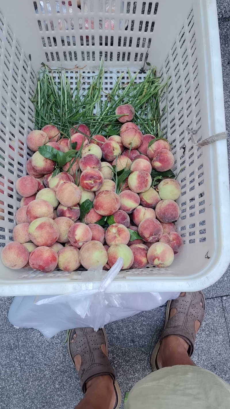 贵阳永乐艳红桃