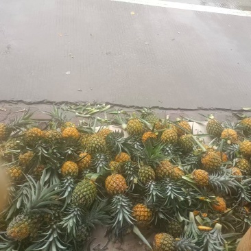 神湾菠萝