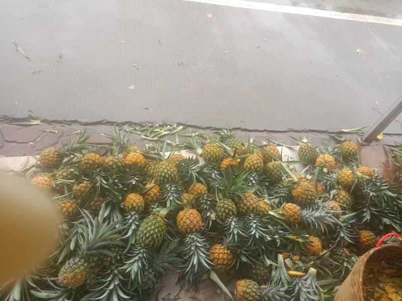 神湾菠萝