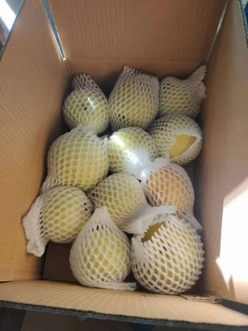 湖北巴东尚家黄金梨