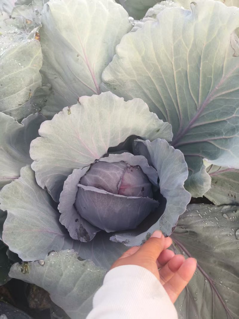 沽源县紫甘蓝