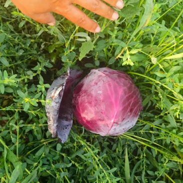 沽源县紫甘蓝