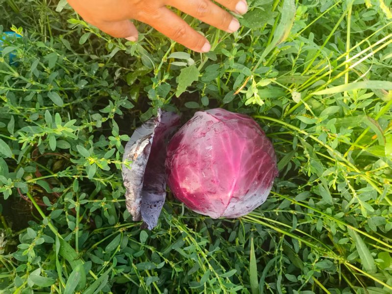 沽源县紫甘蓝