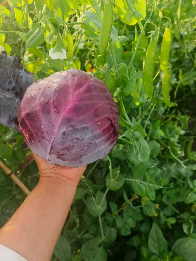 沽源县紫甘蓝