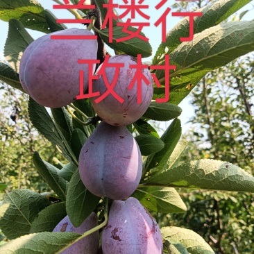 法兰西西梅