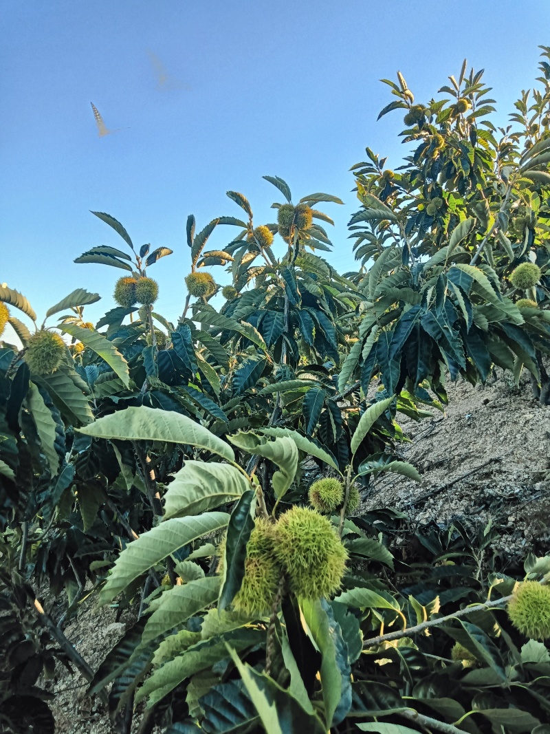 青龙板栗