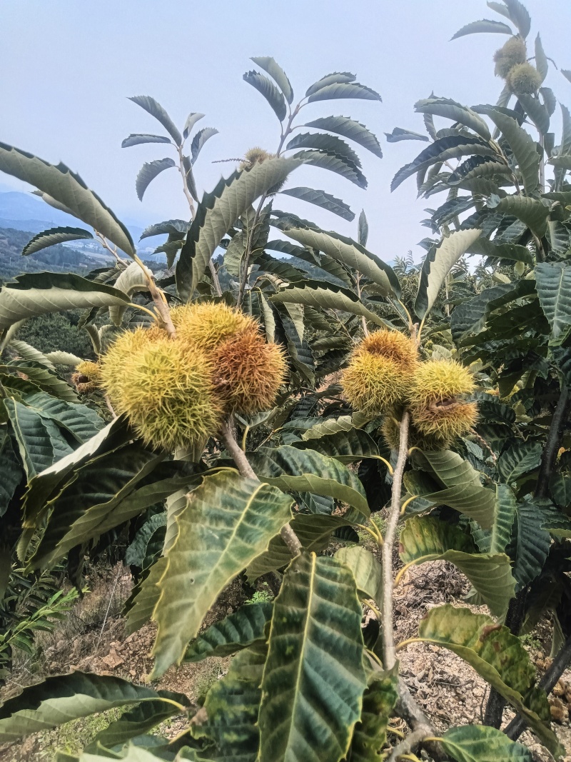 青龙板栗