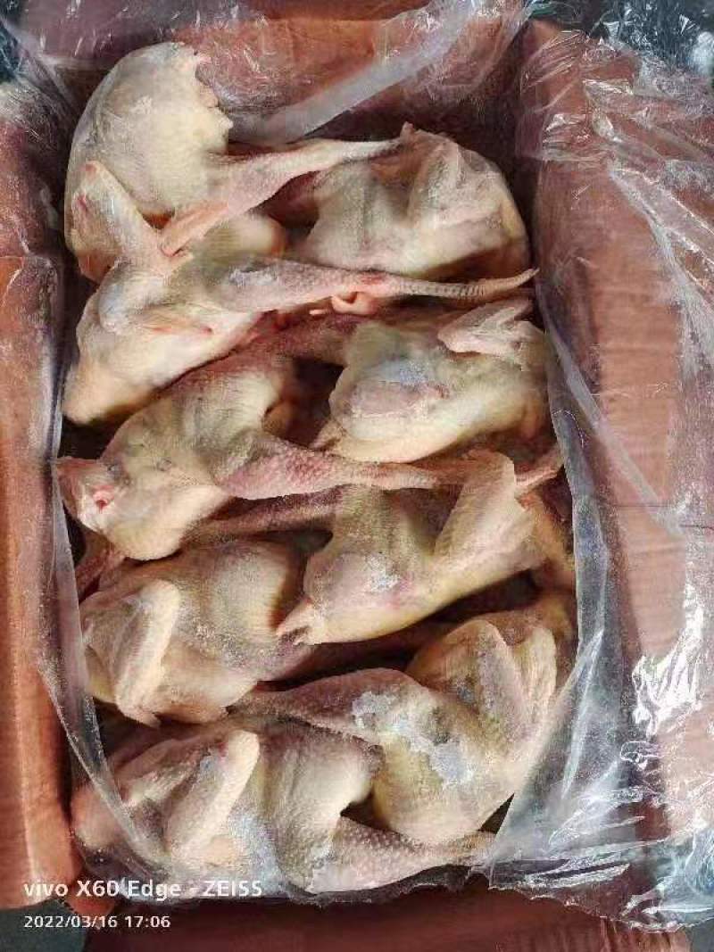 老母鸡