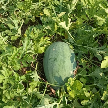 精品头茬西瓜自家种值2万斤左右。