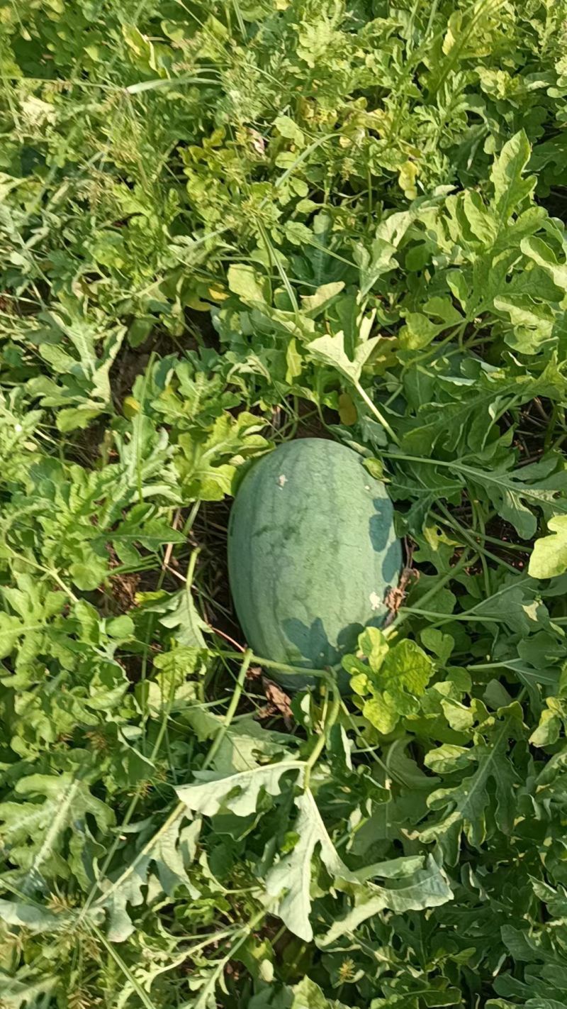 精品头茬西瓜自家种值2万斤左右。