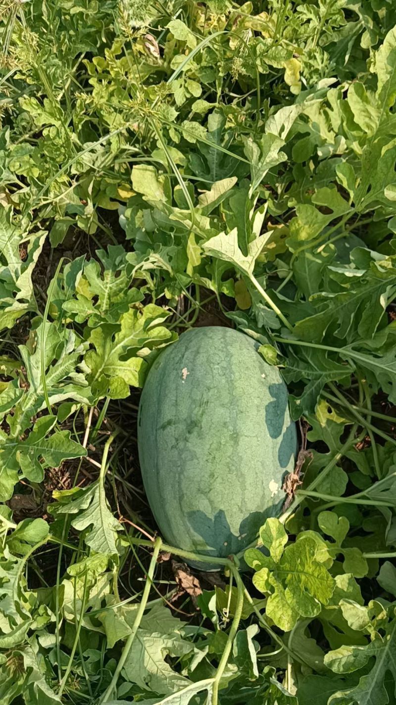 精品头茬西瓜自家种值2万斤左右。