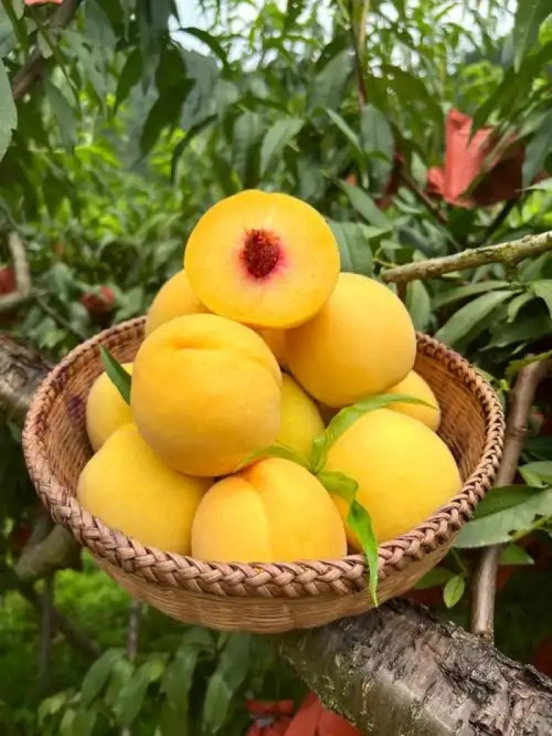 湖南锦绣黄桃