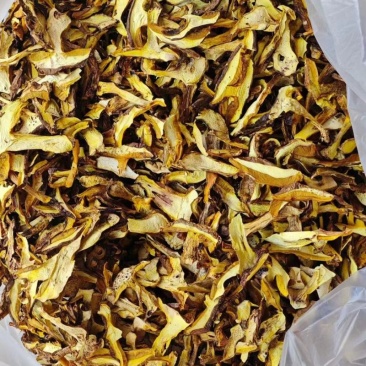 牛肝菌