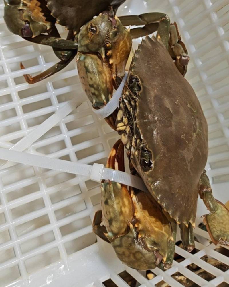 三门县三门青蟹